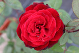 Floribundaros 'Barkarole' 10-pack barrot