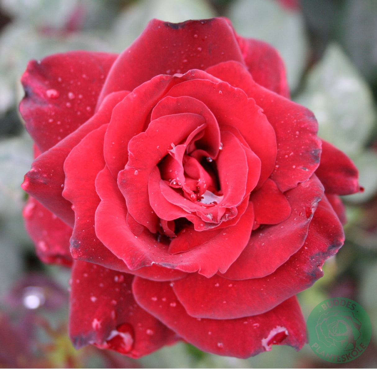 Floribundaros 'Barkarole' 10-pack barrot