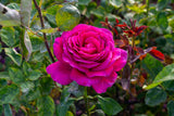 Tehybridros 'Big Purple' 5-pack barrot