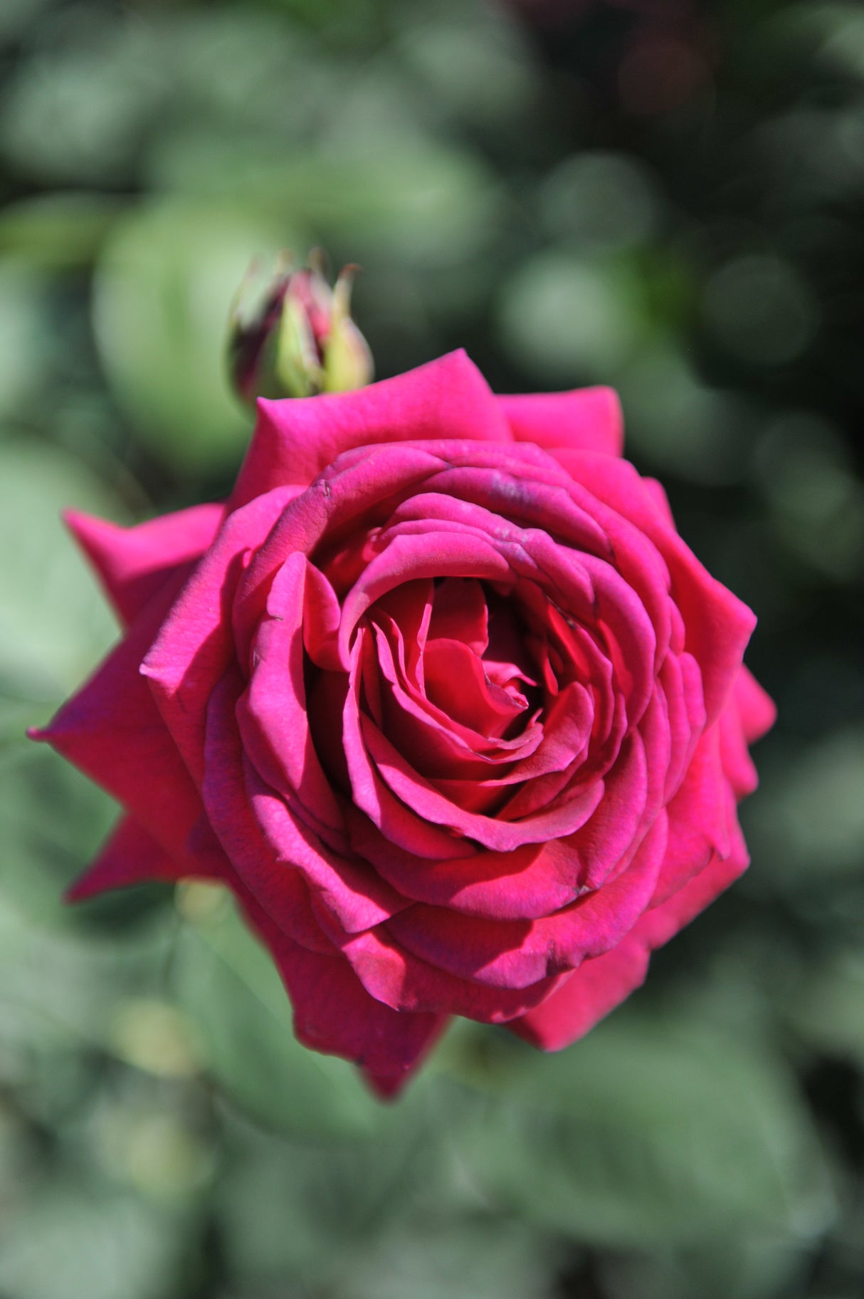 Tehybridros 'Big Purple' 5-pack barrot