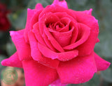 Tehybridros 'Big Purple' 10-pack barrot