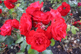 Floribundaros 'Allotria' 5-pack barrot