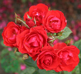 Floribundaros 'Allotria' 5-pack barrot