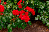 Floribundaros 'Allotria' 1-pack barrot