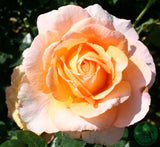 Tehybridros 'Bitten Clausen' 5-pack barrot
