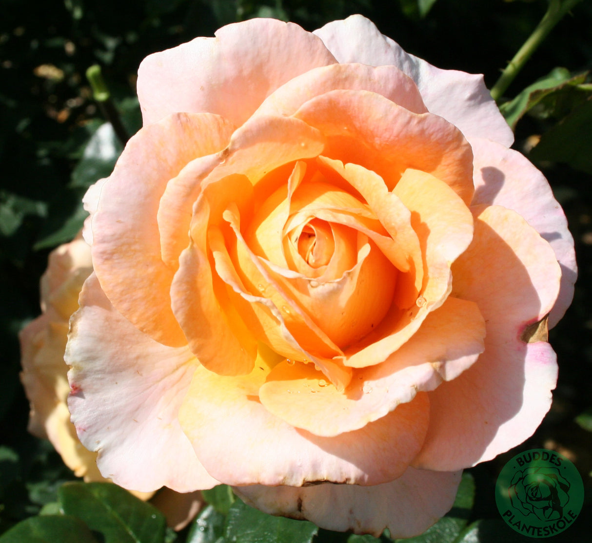 Tehybridros 'Bitten Clausen' 10-pack barrot