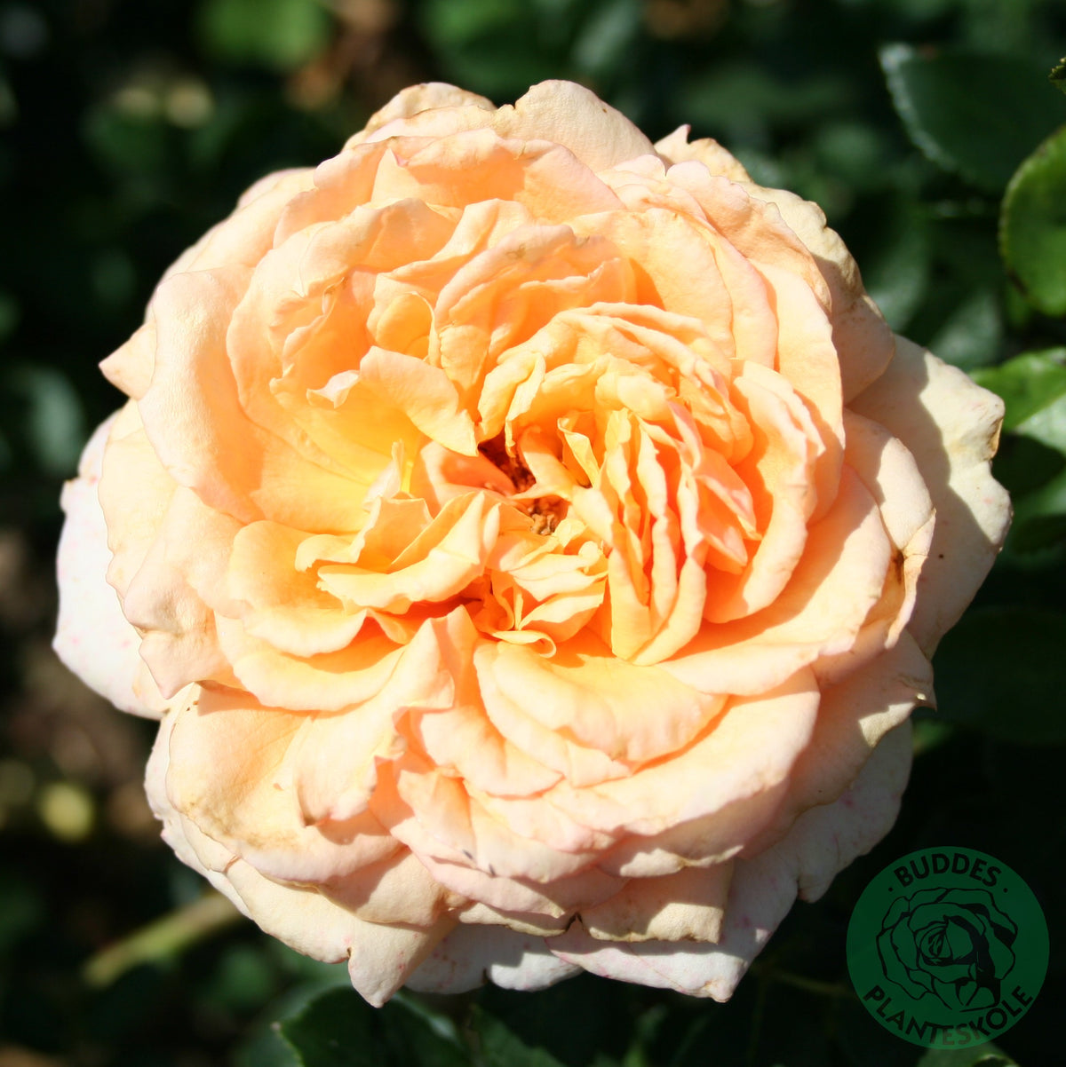 Tehybridros 'Carl Nielsen' 1-pack barrot
