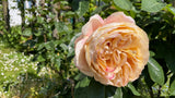 Tehybridros 'Carl Nielsen' 5-pack barrot