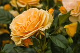 Floribundaros 'Amber Queen' 1-pack barrot