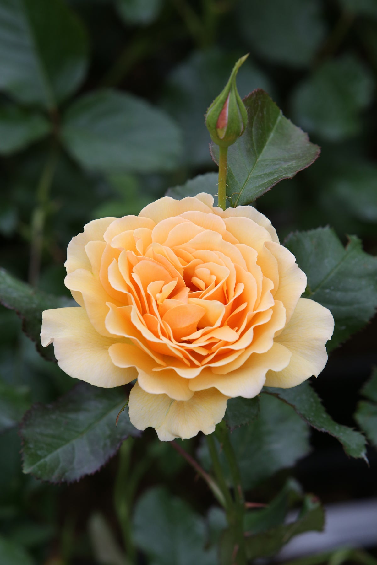 Floribundaros 'Amber Queen' 1-pack barrot