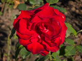Tehybridros 'Courage' 1-pack barrot