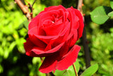 Tehybridros 'Courage' 5-pack barrot