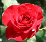 Tehybridros 'Courage' 5-pack barrot
