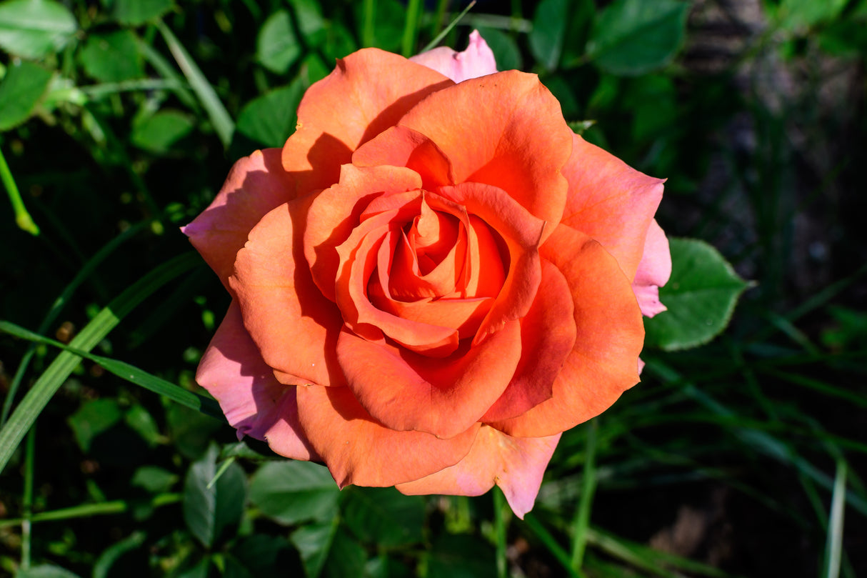 Tehybridros 'Dronning Ingrid' 1-pack barrot