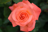 Tehybridros 'Dronning Ingrid' 10-pack barrot