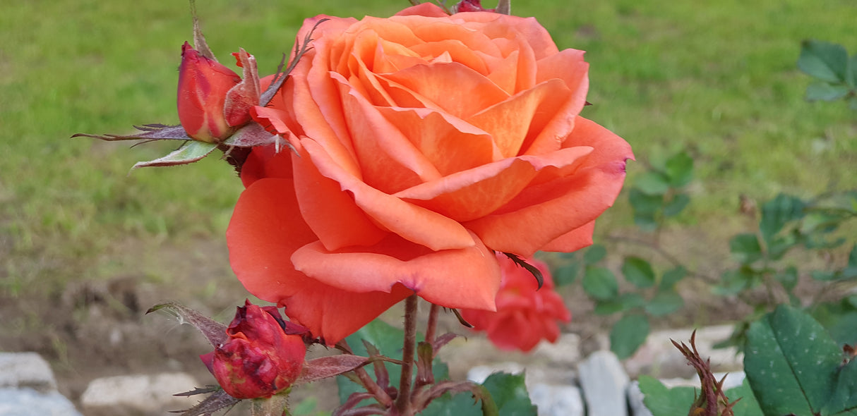 Tehybridros 'Dronning Ingrid' 5-pack barrot