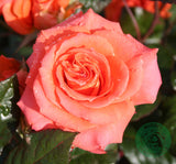 Tehybridros 'Dronning Ingrid' 5-pack barrot