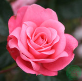 Floribundaros 'Bella Rosa' 10-pack barrot