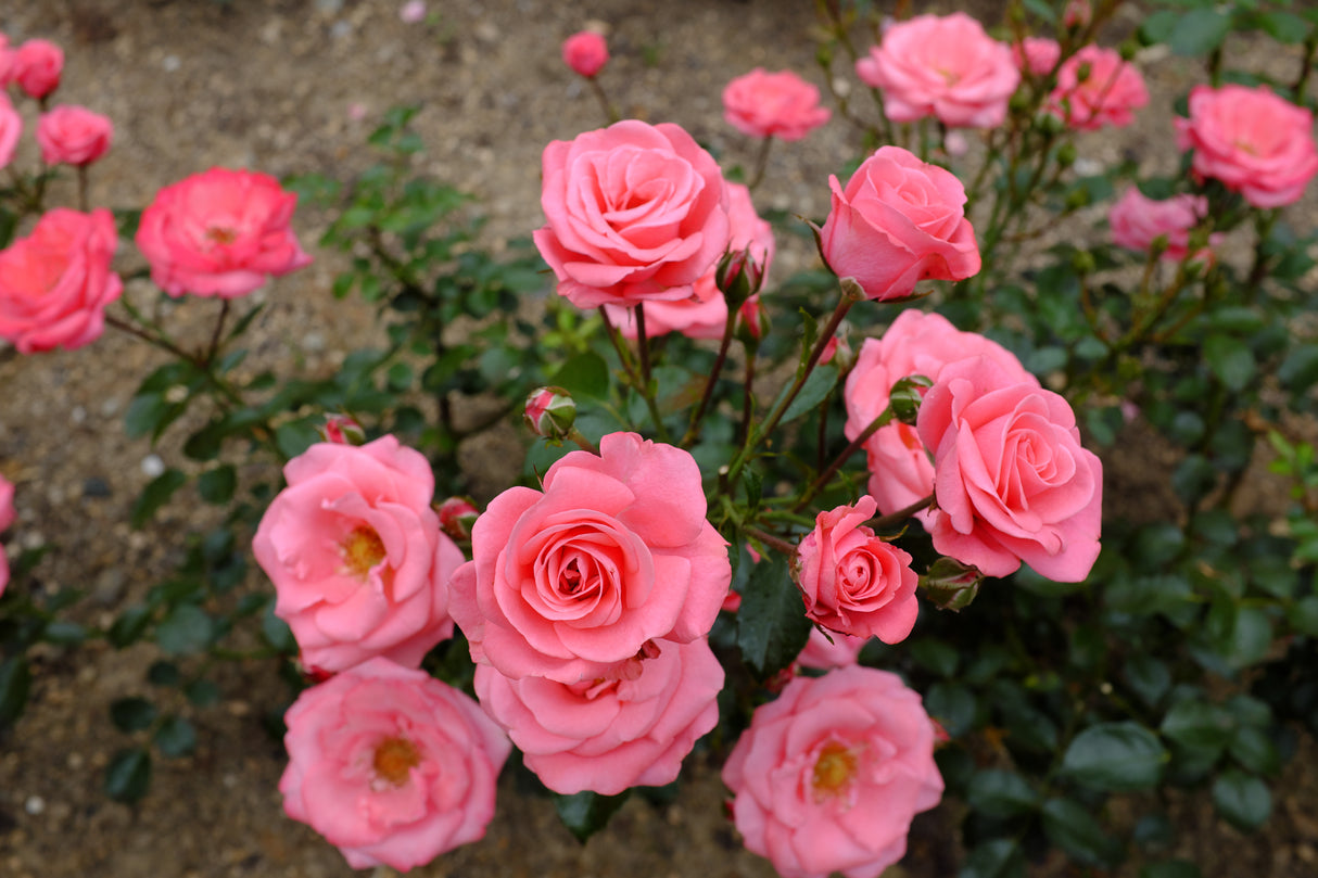 Floribundaros 'Bella Rosa' 1-pack barrot