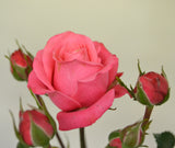 Floribundaros 'Bella Rosa' 10-pack barrot
