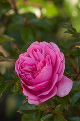 Floribundaros 'Berleburg' 1-pack barrot