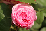 Floribundaros 'Berleburg' 1-pack barrot