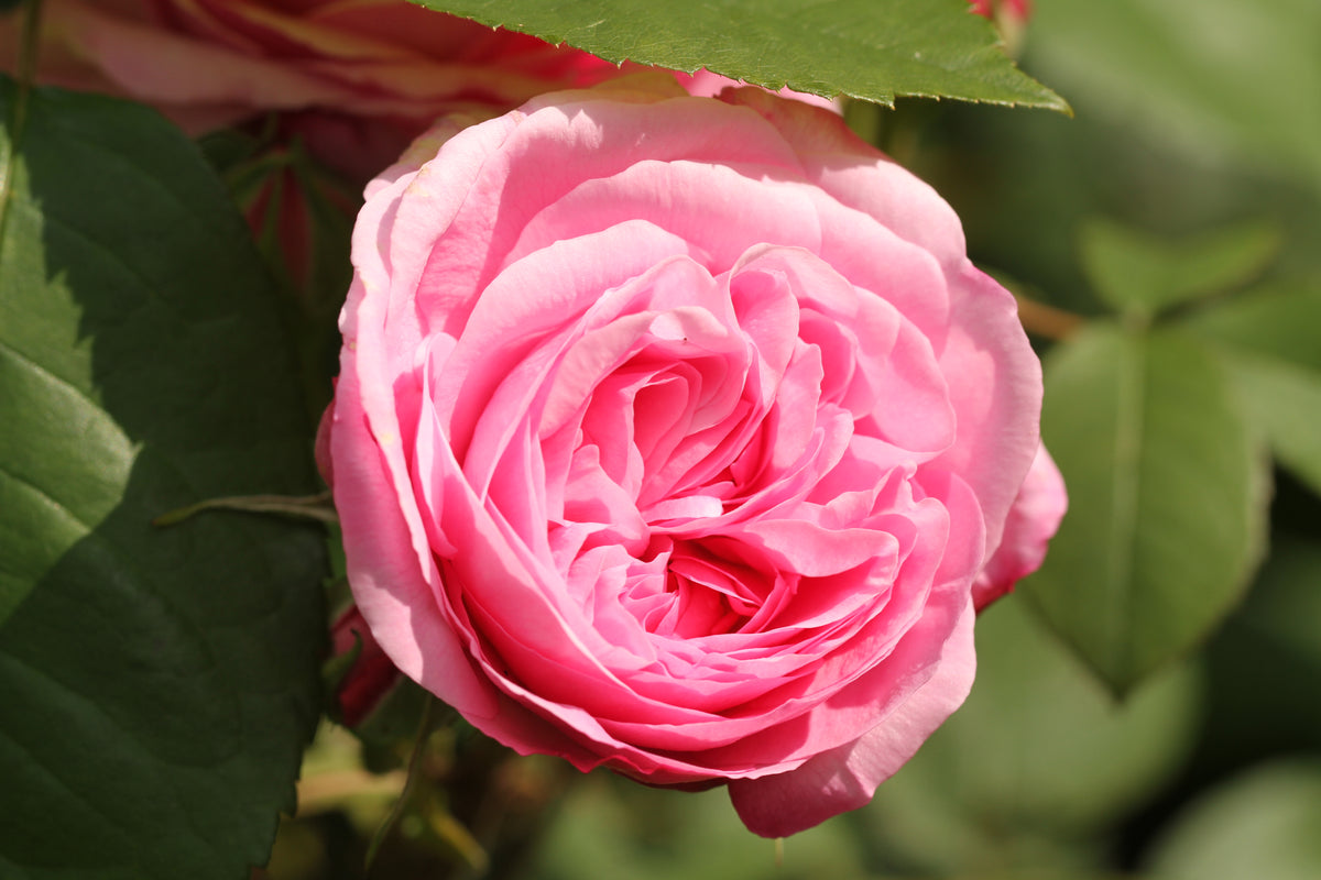 Floribundaros 'Berleburg' 5-pack barrot