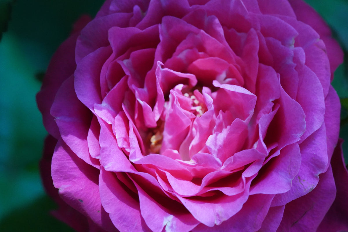 Floribundaros 'Berleburg' 1-pack barrot