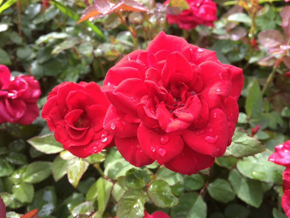 Floribundaros 'Carl Philip' 5-pack barrot