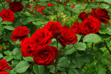 Floribundaros 'Carl Philip' 5-pack barrot