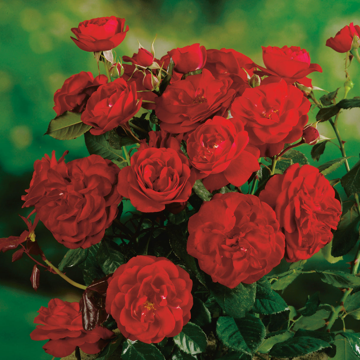 Floribundaros 'Carl Philip' 10-pack barrot