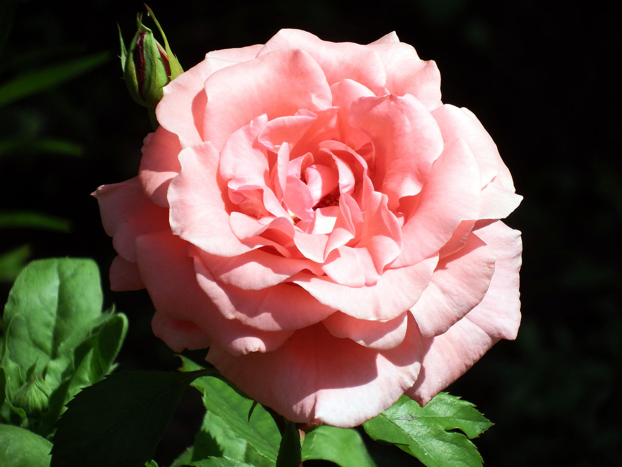 Floribundaros 'Dronning Margrethe' 5-pack Barrotad