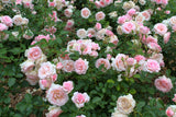 Floribundaros 'Dronning Margrethe' 5-pack Barrotad