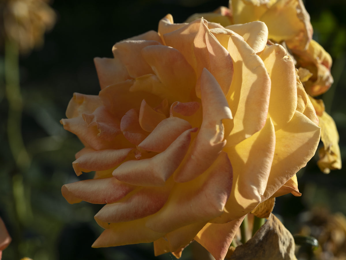 Tehybridros 'Amber Flush' 5-pack barrot