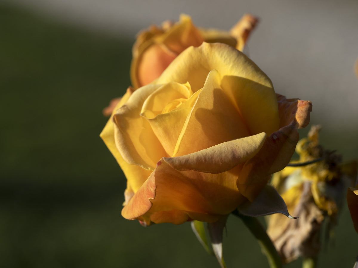 Tehybridros 'Amber Flush' 5-pack barrot