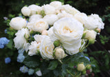 Modern buskros 'Artemis' 10-pack barrot