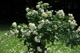 Modern buskros 'Artemis' 10-pack barrot