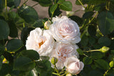 Floribundaros 'Aspirin Rose' 5-pack barrot
