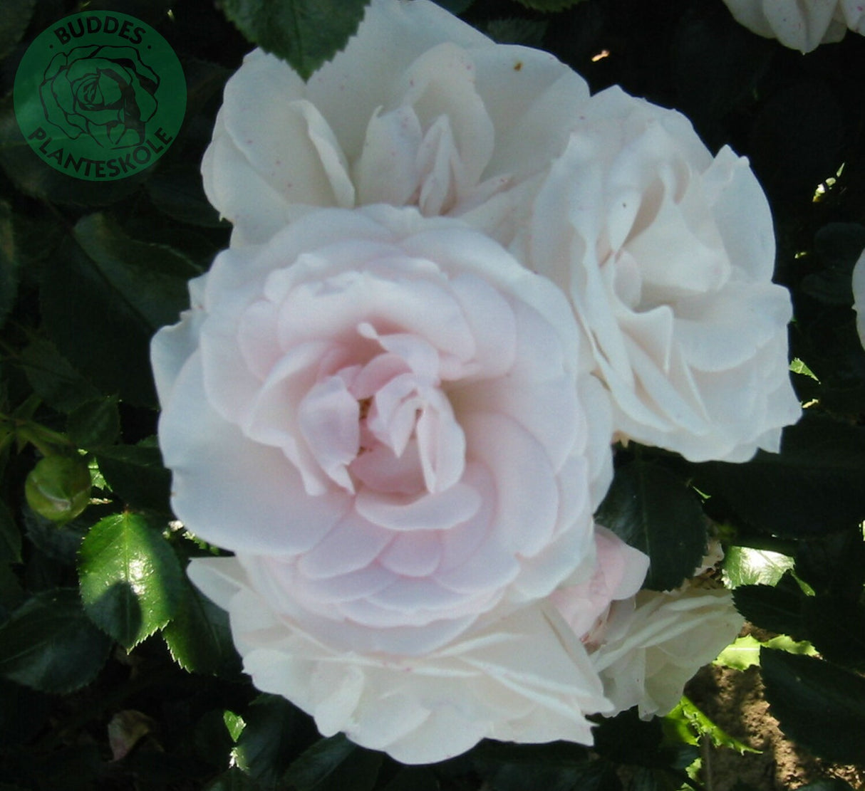 Floribundaros 'Aspirin Rose' 10-pack barrot