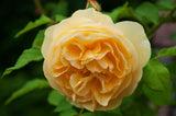 Floribundaros 'Bernstein-Rose' 5-pack barrot