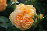 Floribundaros 'Bernstein-Rose' 1-pack barrot