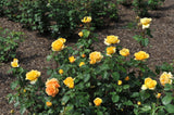 Floribundaros 'Bernstein-Rose' 1-pack barrot