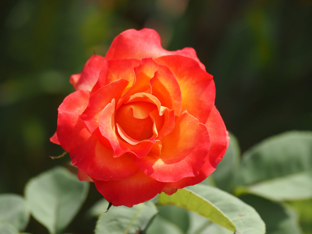Rosa 'David® Rosenmager'. 10-pack