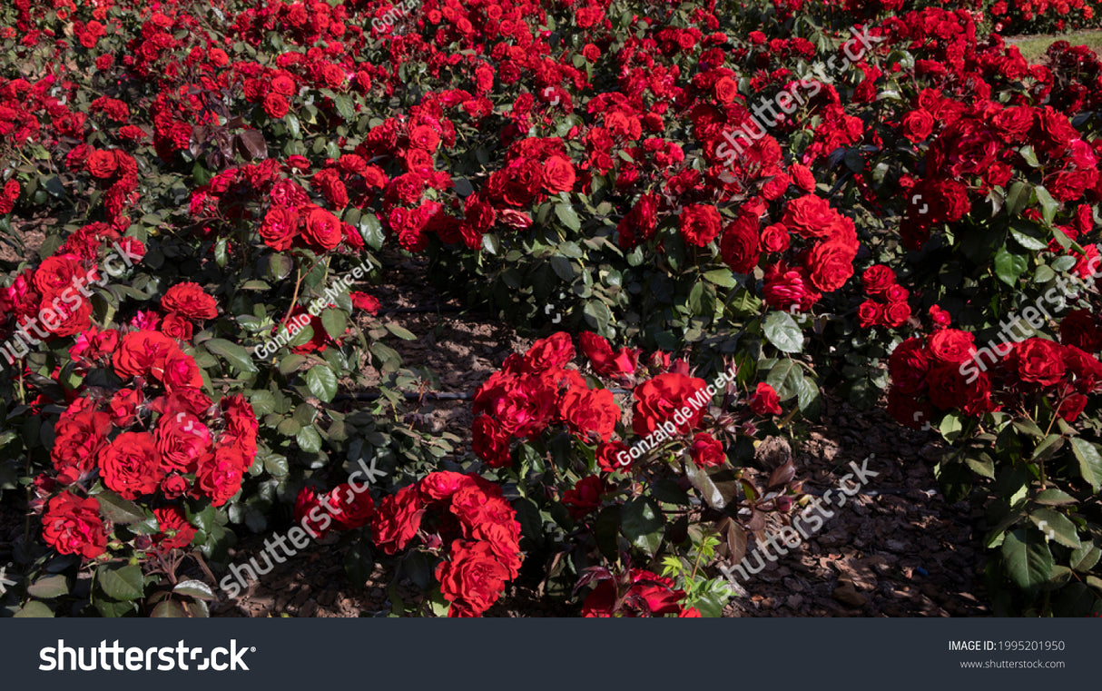 Floribundaros 'Europeana' 1-pack barrotad