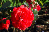 Floribundaros 'Europeana' 1-pack barrotad