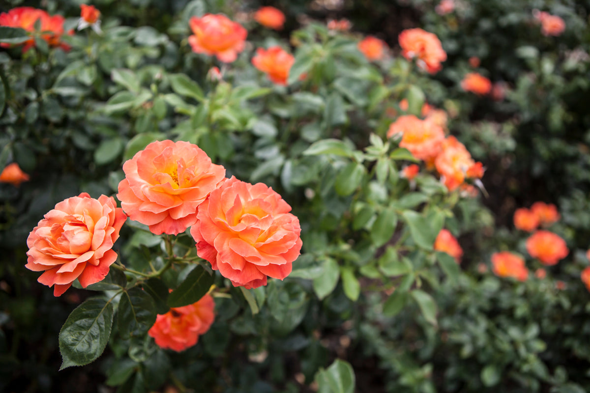 Floribundaros 'Fellowship' 1-pack barrot