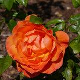 Floribundaros 'Fellowship' 5-pack barrot