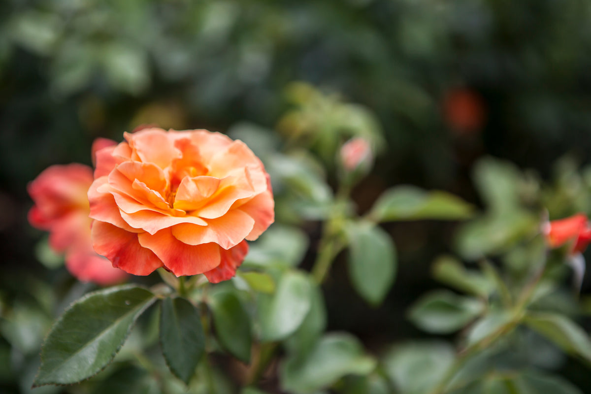 Floribundaros 'Fellowship' 5-pack barrot
