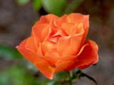 Floribundaros 'Fellowship' 5-pack barrot