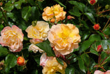 Modern buskros 'Amber Cover' 1-pack barrot